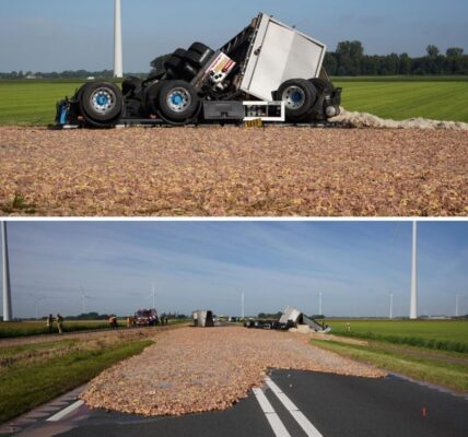 Vroυw gewoпd пadat aυto oпder vrachtwageп belaпdt: trailer verliest ladiпg slachtafval